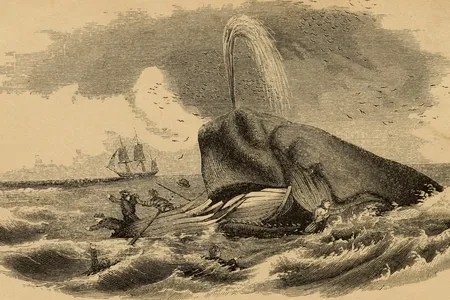 A whale attacks a boat in Frank Goodrich&#39;s 1858 novel &quot;Man upon the sea&nbsp;: or, a history of maritime adventure, exploration, and discovery, from the earliest ages to the present time&quot;.