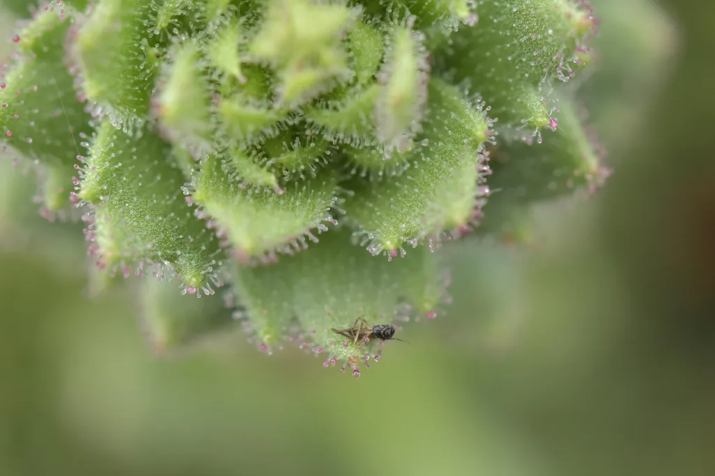 Sticky glandular hairs on Saxifraga candelabrum