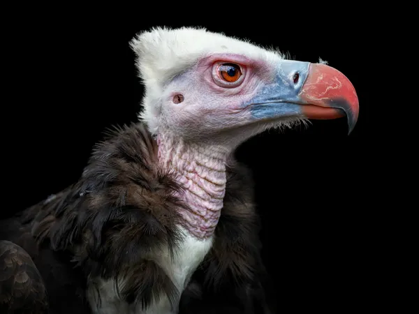 The Silent Watcher thumbnail