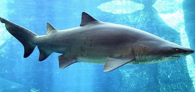 baby tiger sharks