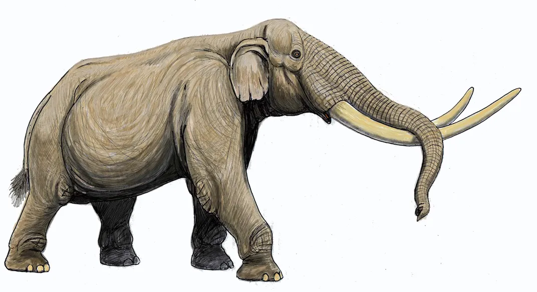Stegodon