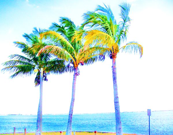 Painted Palms thumbnail