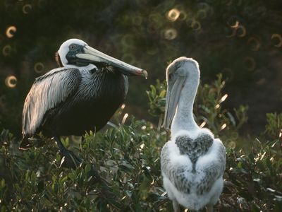 Two Brown pelicans on Pelican Island National Wildlife Refuge circa 1972
