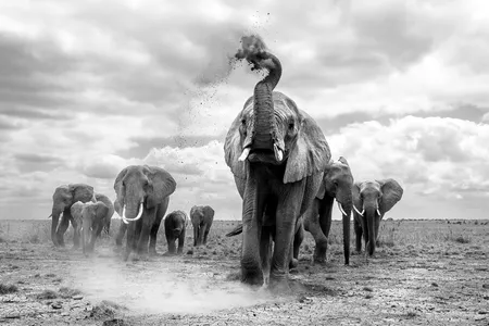 Each day, elephants roam the dry riverbed in Amboseli National Park in search of water and food.&nbsp;