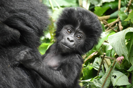 An infant mountain gorilla from the Katwe group in Bwindi Impenetrable National Park, Uganda. 

