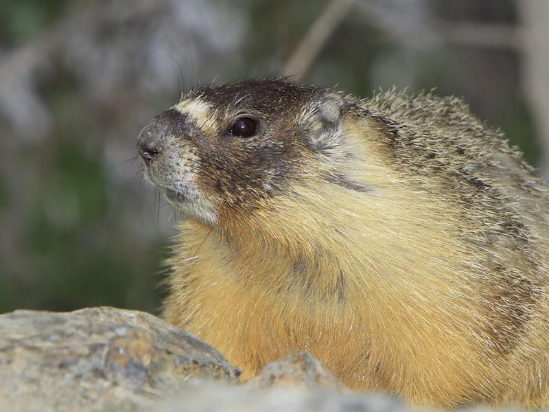 female_yellow-bellied_marmot.jpg 