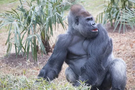 Western lowland gorilla Baraka forages in the outdoor gorilla habitat at the Smithsonian's National Zoo. The silverback takes mealtime seriously, say his keepers. 