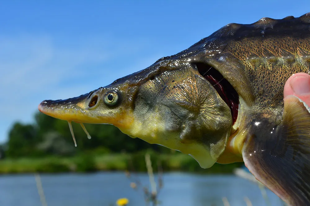 Sturddlefish