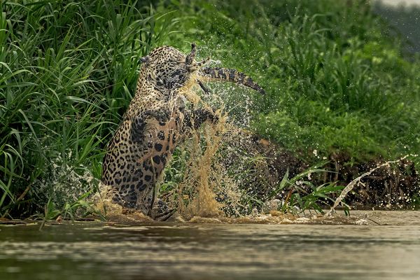 Jaguar with kill thumbnail