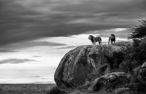 Lion Kings thumbnail