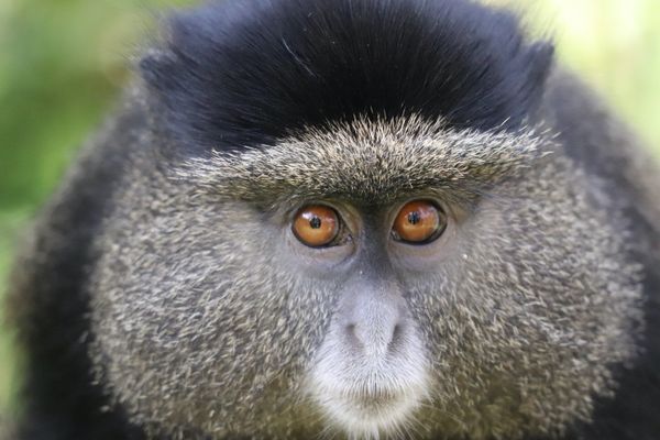 Golden monkey during a trek in Volcano National Park in Rwanda thumbnail