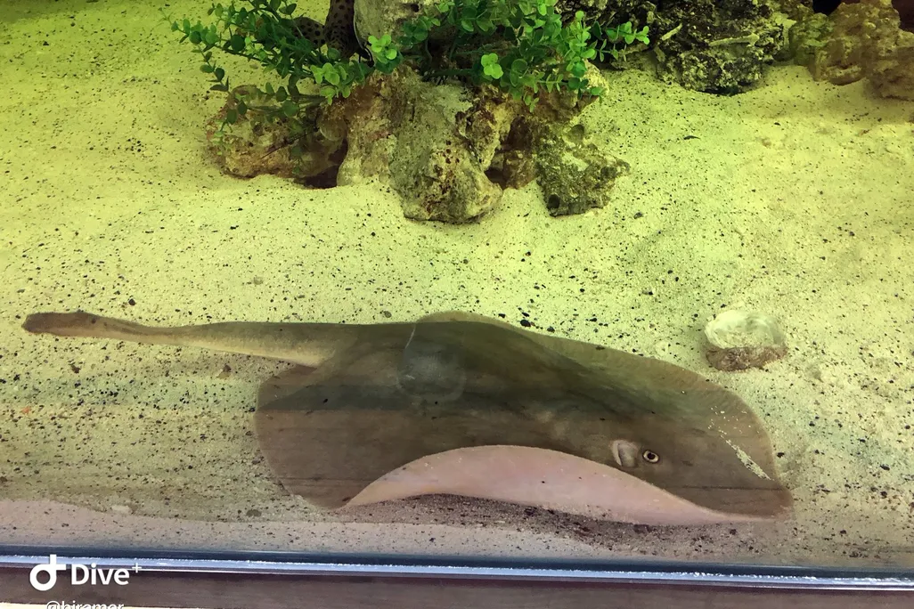 a stingray swims at the bottom of a tank