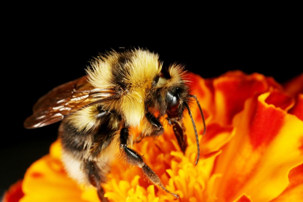 Bumblebee Fuzz