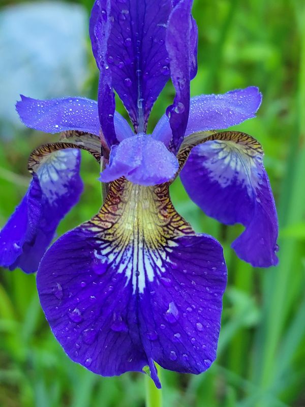 Dutch blue iris thumbnail