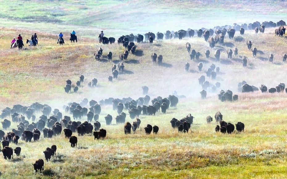 South Dakota’s Buffalo Roundup Is Pure Americana Spectacle Smithsonian