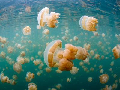 Jellyfish Lake, Palau