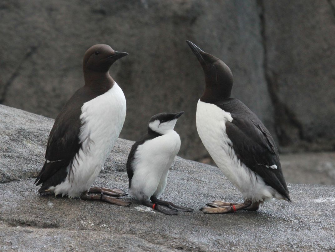 Two adult common murres stand on either side of a chick, which is about half their size