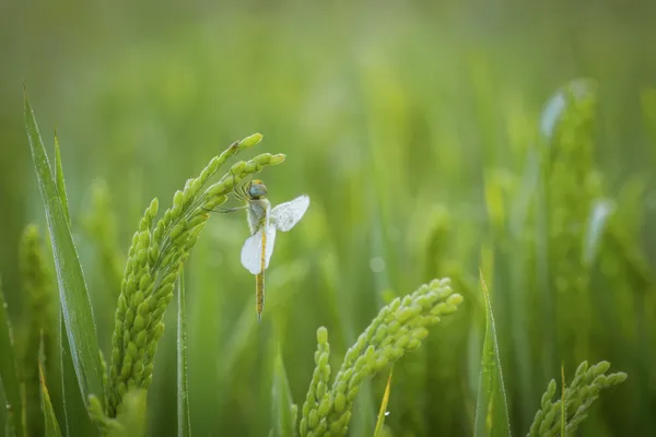 dragonfly in the grass thumbnail