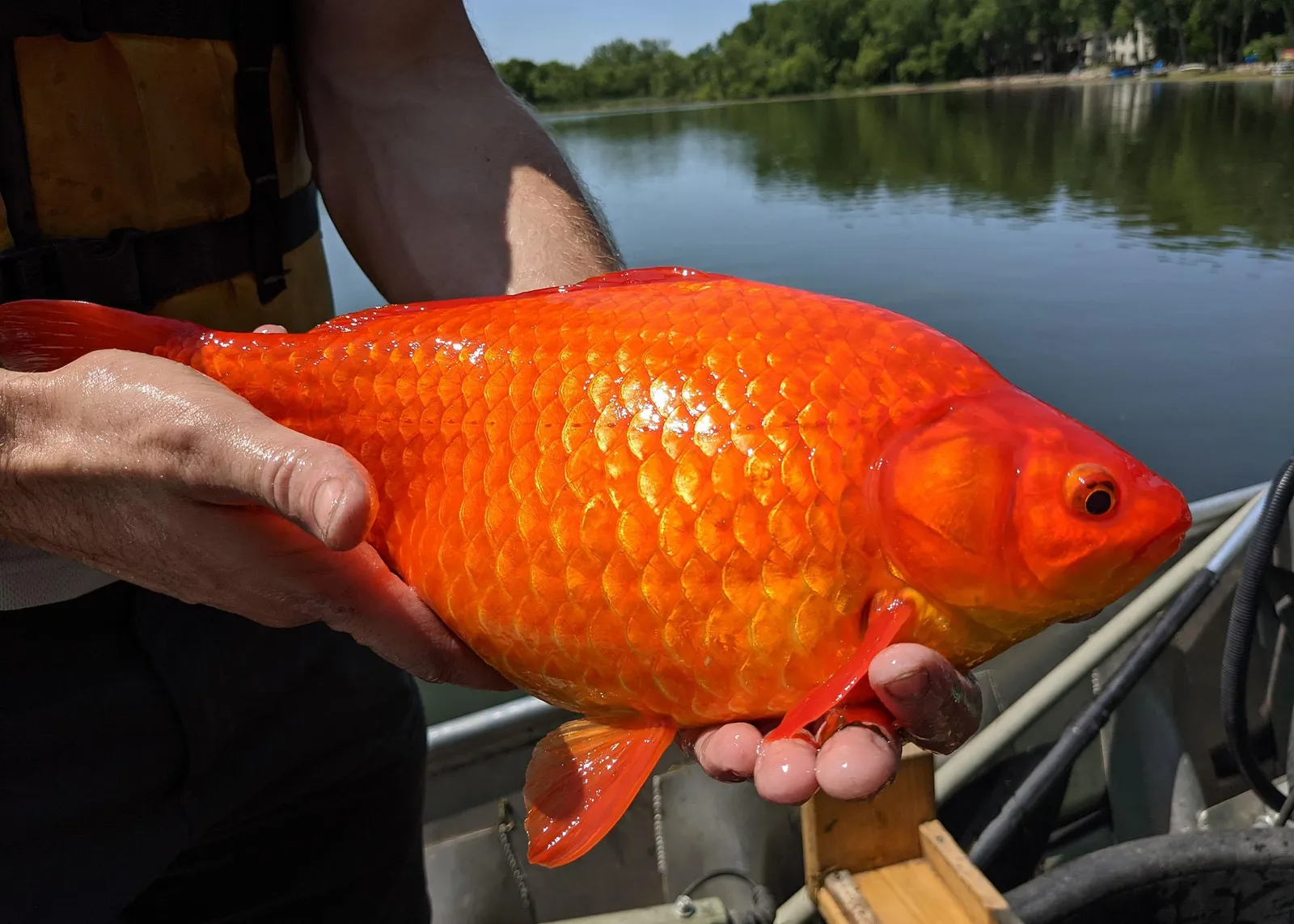 Nearly 30 Goldfish Caught in Minnesota | Smart News Smithsonian Magazine
