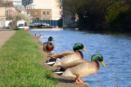 New lanes on London's Regents Canal urge human bikers, runners and walkers to break for ducklings. 