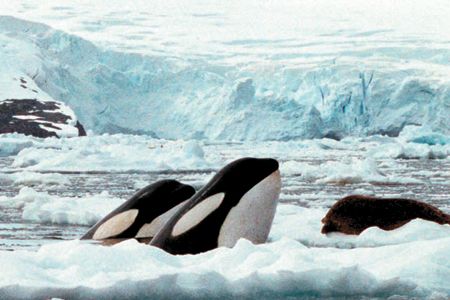 Orcas swim in ice floes.