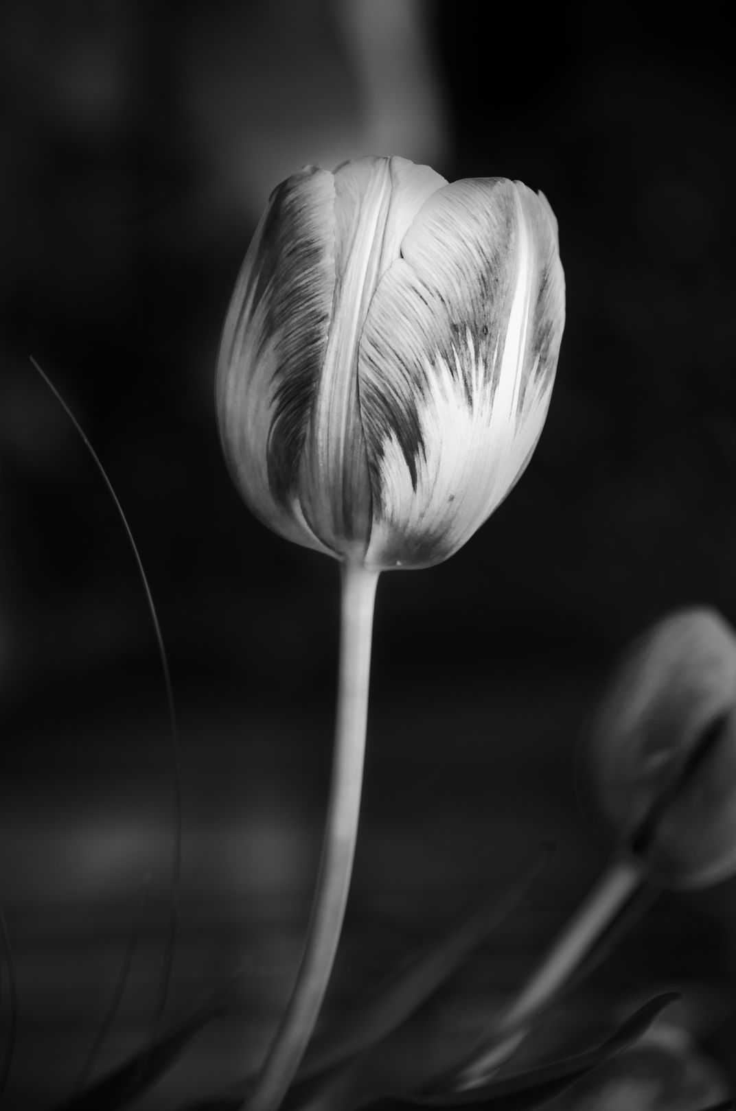Single Tulip | Smithsonian Photo Contest | Smithsonian Magazine