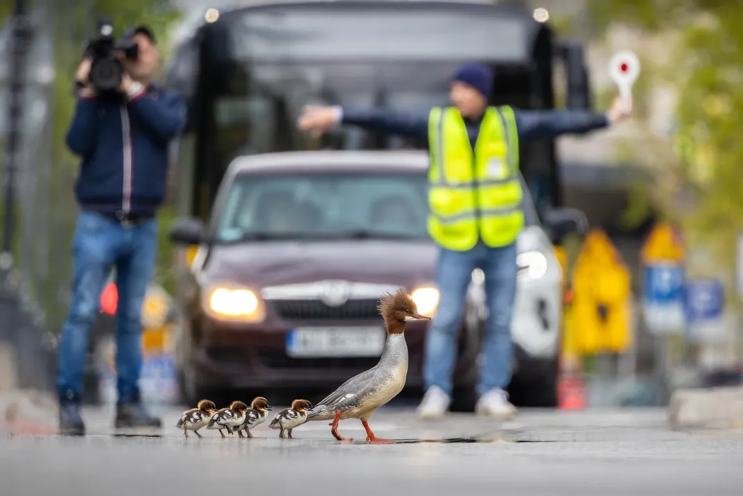 Goosander mother leading chicks across a road