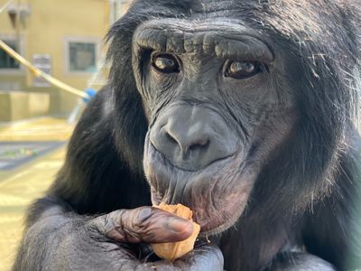 Nyota, a 25-year-old male bonobo at Ape Initiative in Iowa, participated in the study.