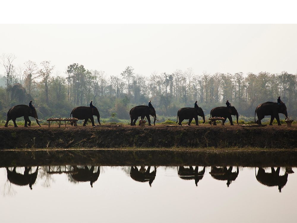 The Original White Elephants of Myanmar [PHOTOS]