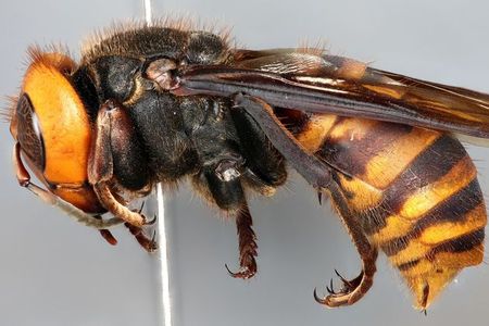 The Asian Giant Hornet, Vespa mandarinia, can grow up to two inches long and is a species not native to North America. The National Insect Collection, co-curated by the Smithsonian National Museum of Natural History and the United States Department of Agriculture (USDA), houses one of the first specimens collected in North America 