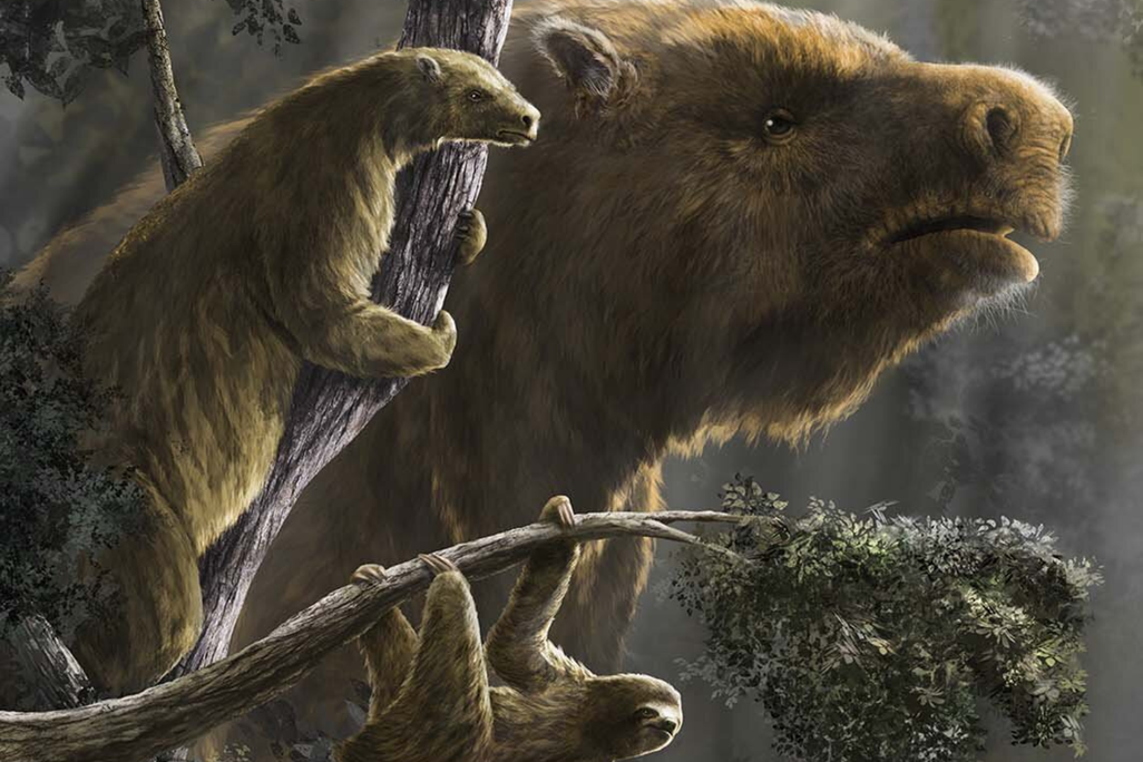 an illustration with different kinds of sloths