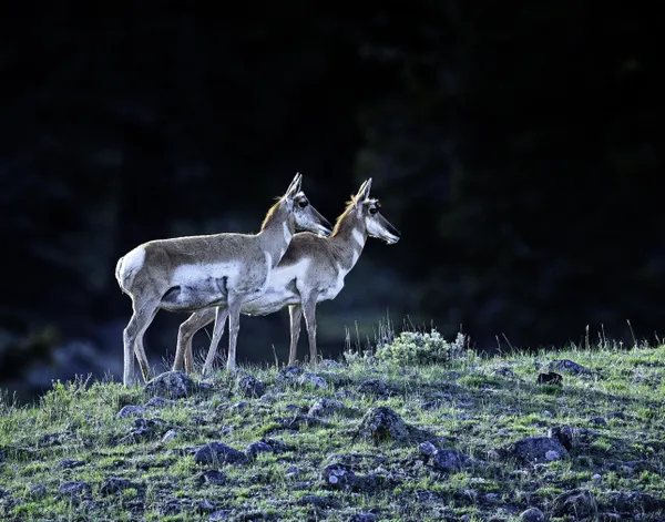 Pronghorn Does thumbnail