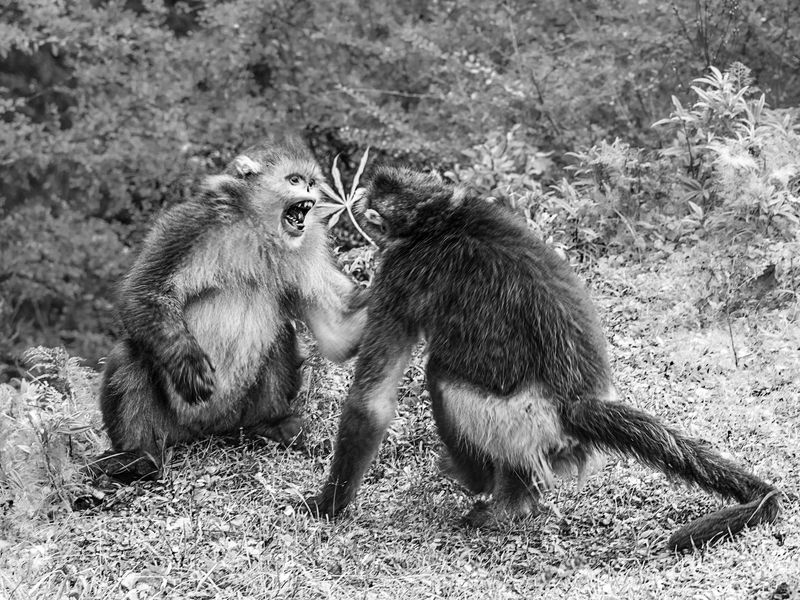 Squabble Smithsonian Photo Contest Smithsonian Magazine