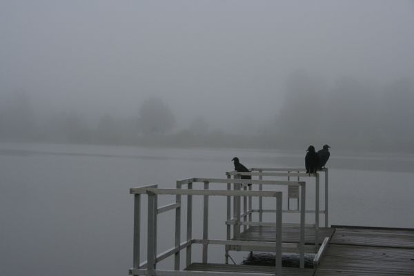 Vultures Waiting in the Fog thumbnail