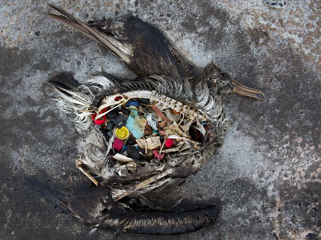 Marine Debris in Albatross Gut