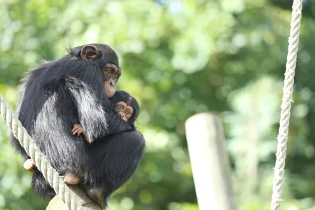 Chimpanzees and bonobos may have the longest social memory of any non-human animal.