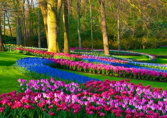 Holland and Belgium in Spring: A River Cruise at Tulip Time description