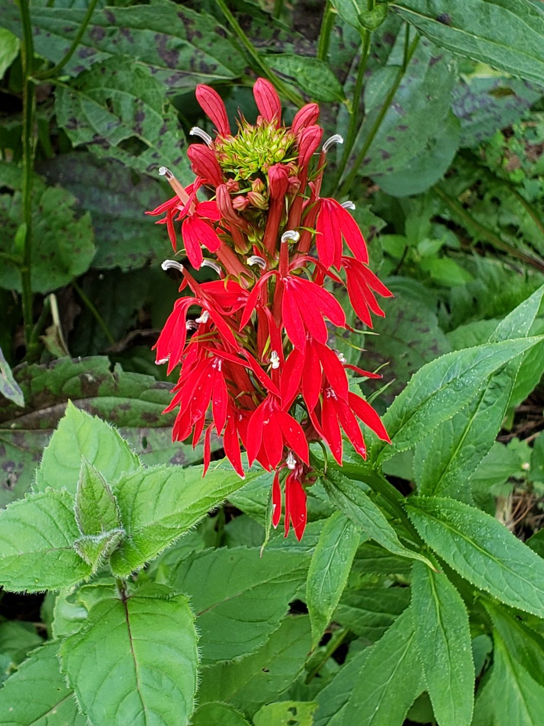 Can Deer Consume Cardinal Flowers? - Birds Of The Wild