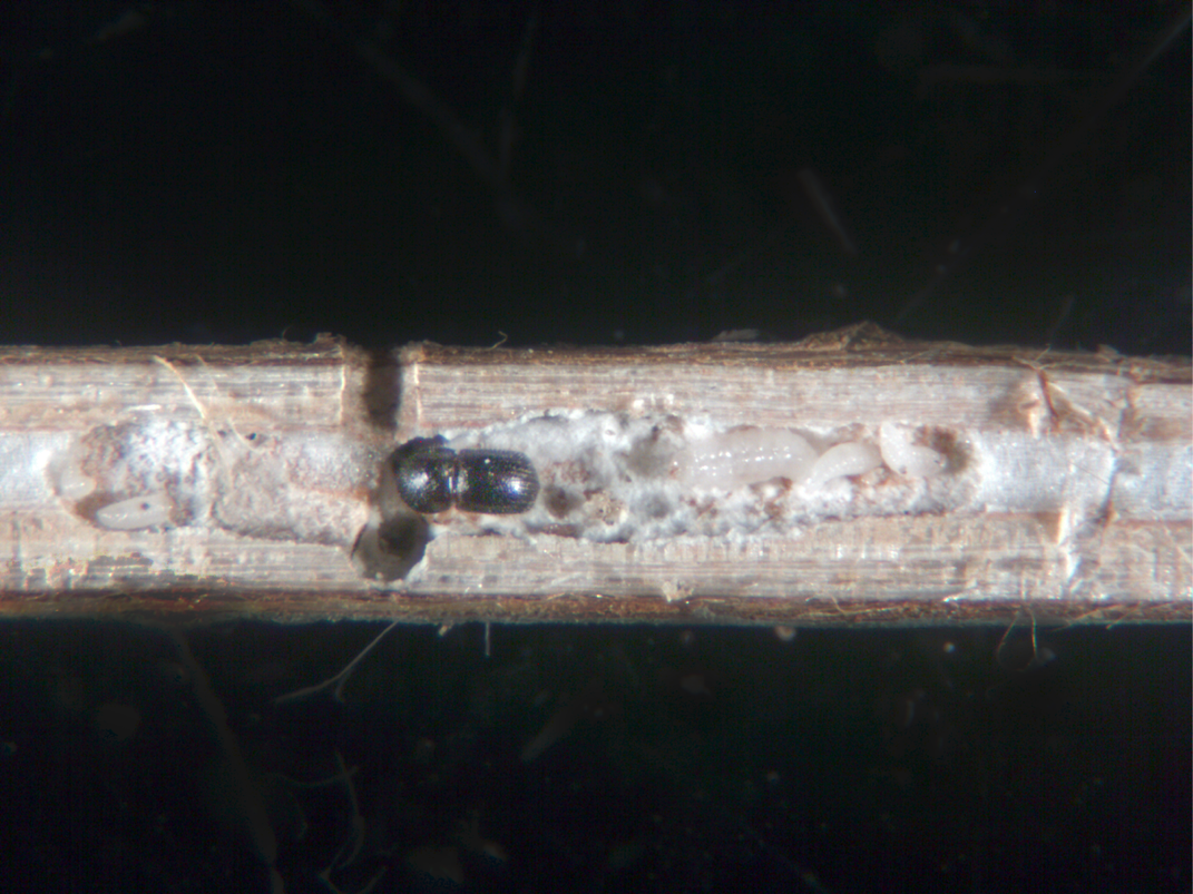 Ambrosia Beetle mother and larvae feeding on fungus