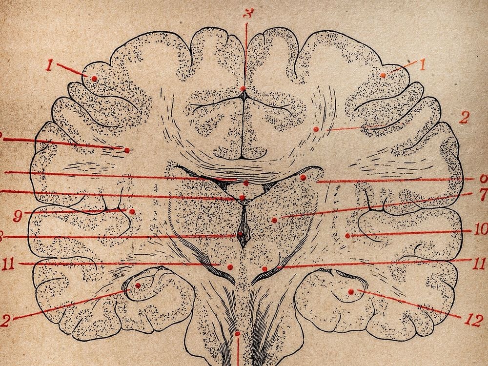 Brain Illustration