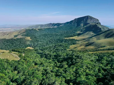 Madagascar forest