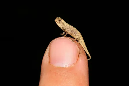 The male of a newly discovered species named Brookesia nana may be the smallest adult reptile ever found. 