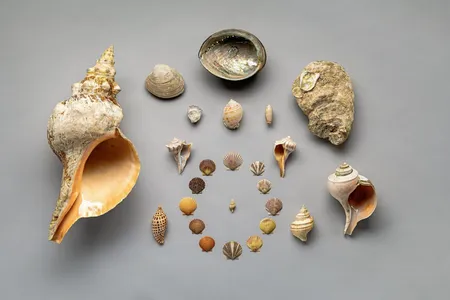 State shells pictured in a circular arrangement against a gray background.