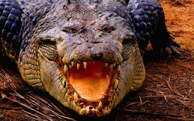 Several crocodile species are known to attack humans