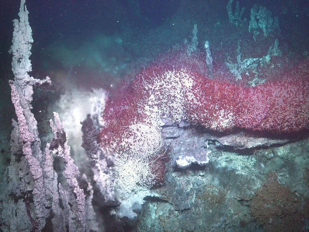 An image of an underwater ecosystem in the Gulf of California. Tube worms are seen gathered together on a rocky ledge. Next to the worms are long thin chimney like structures formed by mineral deposits.