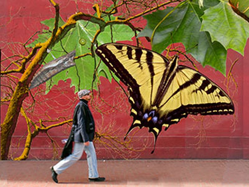 A Butterfly Species Settles in San Francisco's Market Street