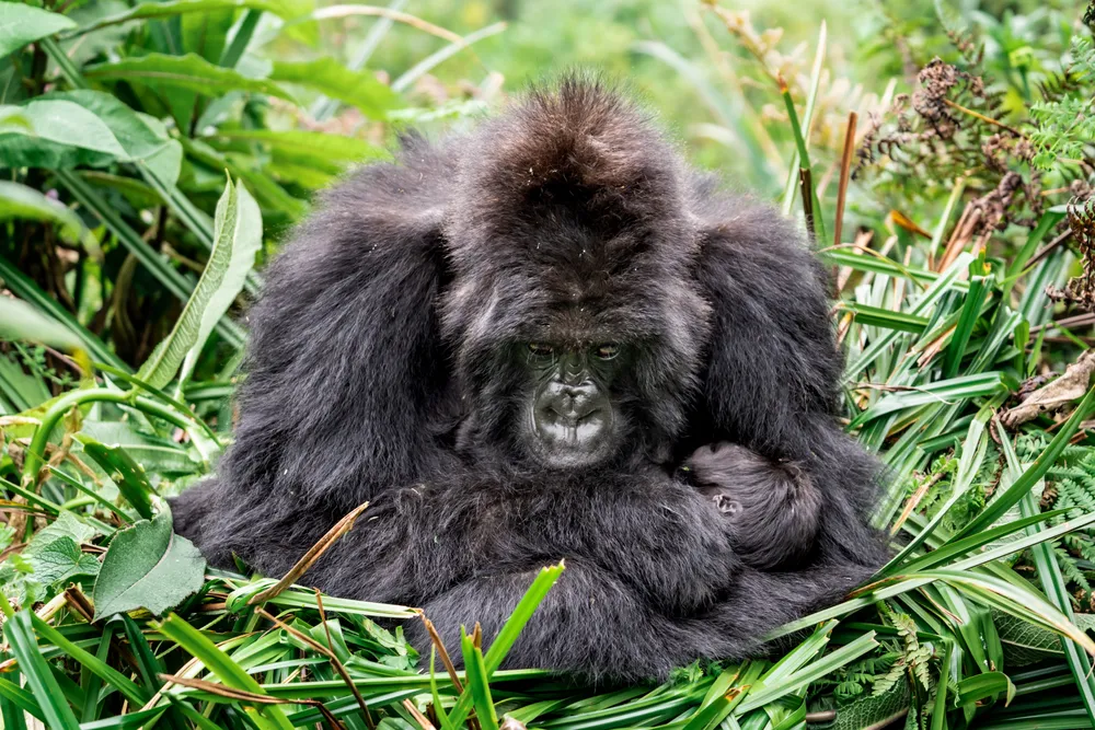 A mountain gorilla in Volcanoes National Park, Rwanda holding her weeks-old infant gorilla.