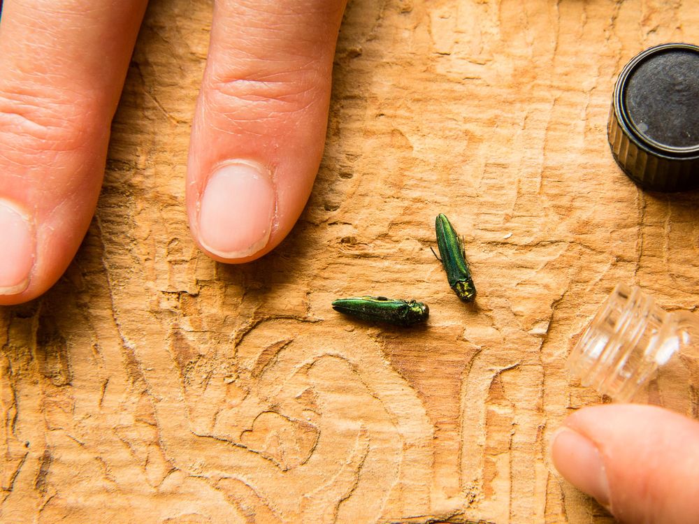 In the upper left corner of the image rest an entomologist's index and middle fingers next to two emerald borer beetles. In the upper right corner, to the bugs' right, rests a bottle cap on the tabletop.