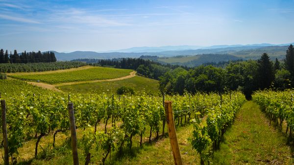 Tuscan Vineyards thumbnail