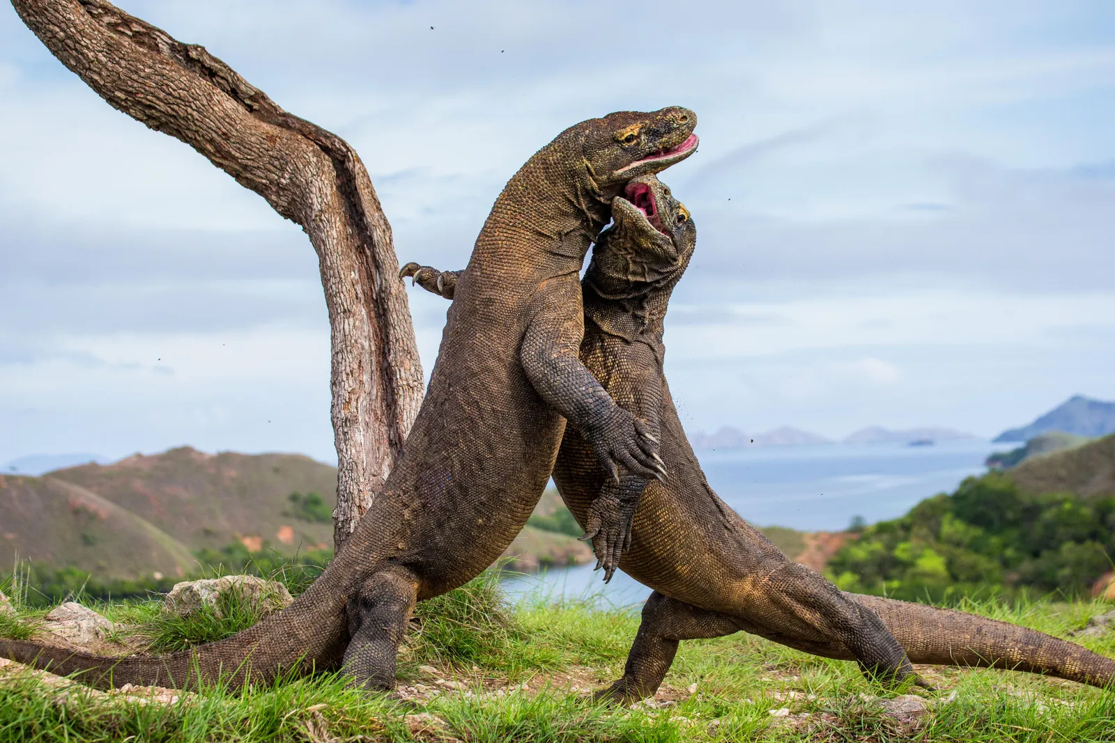 What Is So Interesting About the Komodo Dragon?